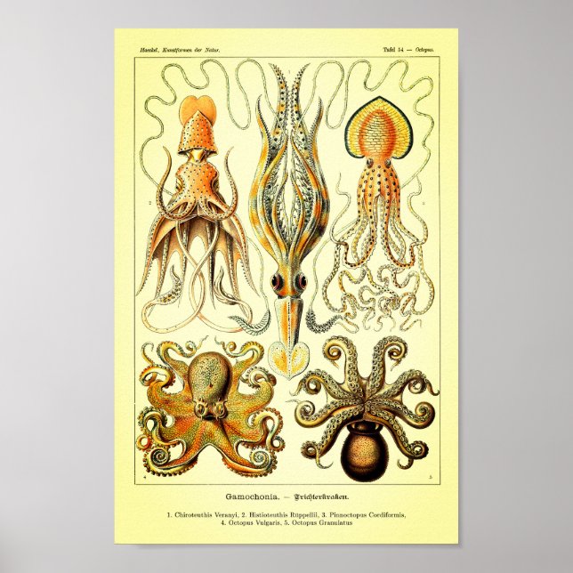 Ernst Haeckel Octopus Poster (Front)