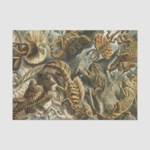 Ernst Haeckel old fashion illustration Lacertilia Tissue Paper