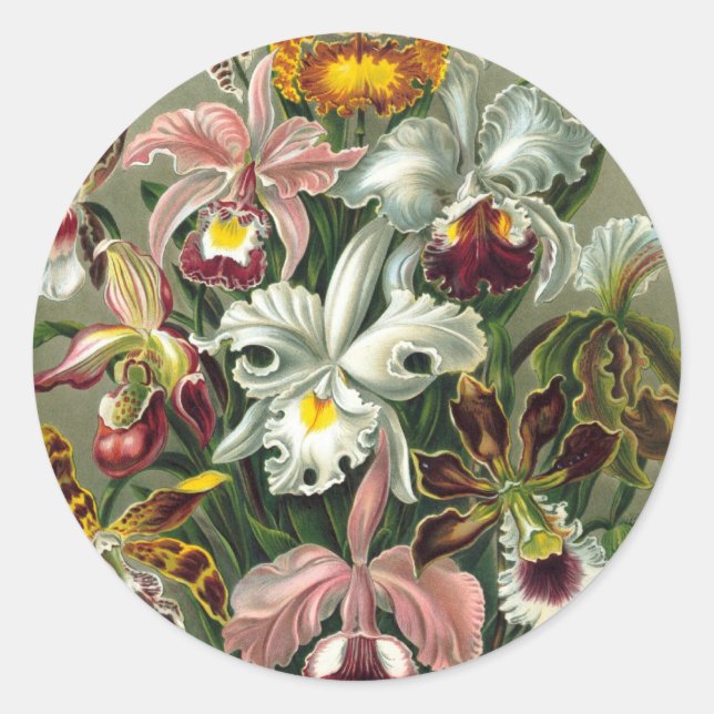 Ernst Haeckel - Orchidae Classic Round Sticker (Front)