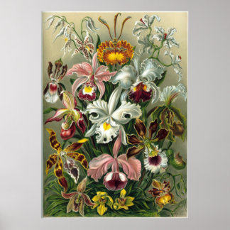 Ernst Haeckel Orchidae Poster
