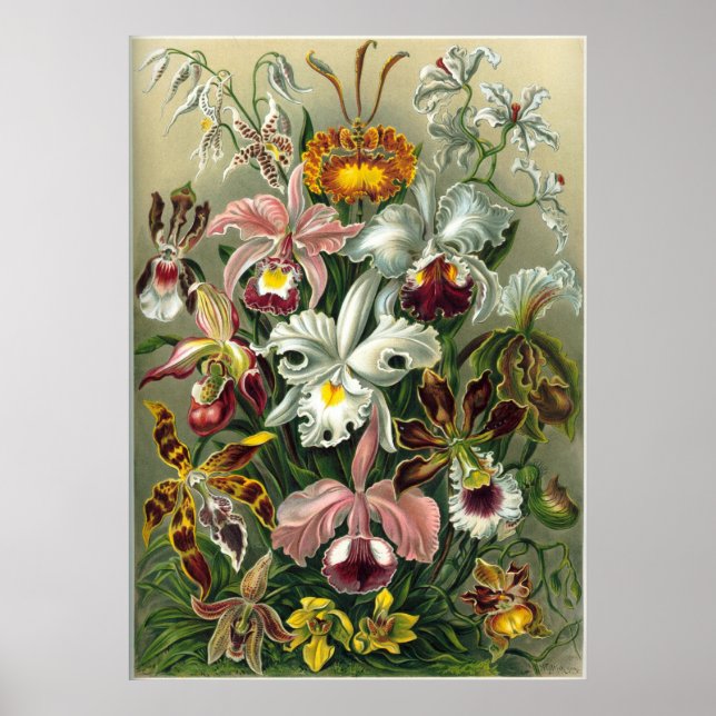 Ernst Haeckel Orchidae Poster (Front)