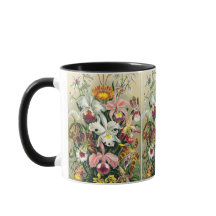 Ernst Haeckel - Orchids