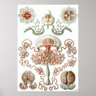Ernst Haeckel Poster ~ Anthomedusae
