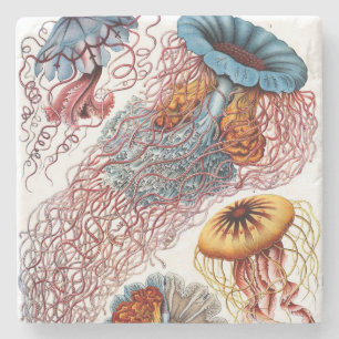 Ernst Haeckel’s Discomedusae Stone Coaster