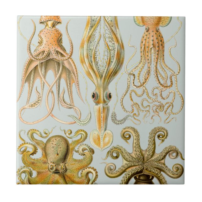 Ernst Haeckel’s Gamochonia Tile (Front)