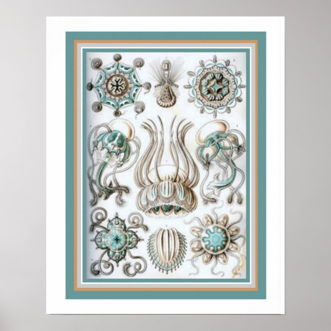 Ernst Haeckel " Sacred Geometry" 16 x 20 Print (Front)