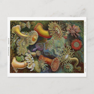 Ernst Haeckel Sea Anemones Postcard