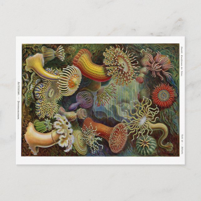 Ernst Haeckel Sea Anemones Postcard (Front)