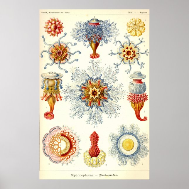 Ernst Haeckel - Siphonophorae2 Poster (Front)