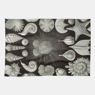 Ernst Haeckel Thalamphora Shells Tea Towel