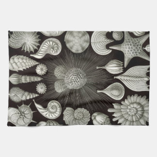 Ernst Haeckel Thalamphora Shells Tea Towel