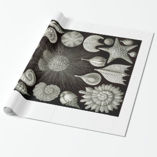 Ernst Haeckel Thalamphora Shells Wrapping Paper