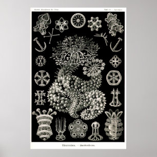 Ernst Haeckel Thuroidea Sea Cucumbers Poster
