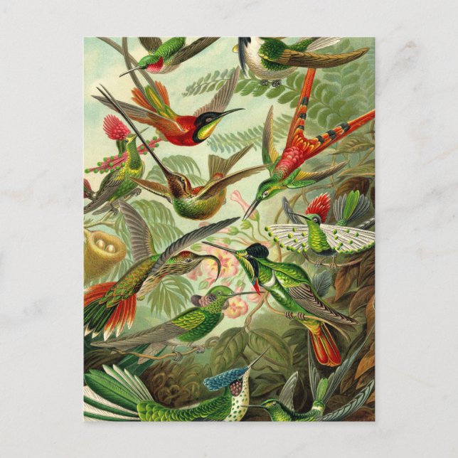 Ernst Haeckel Trochilidae Hummingbird Postcard (Front)