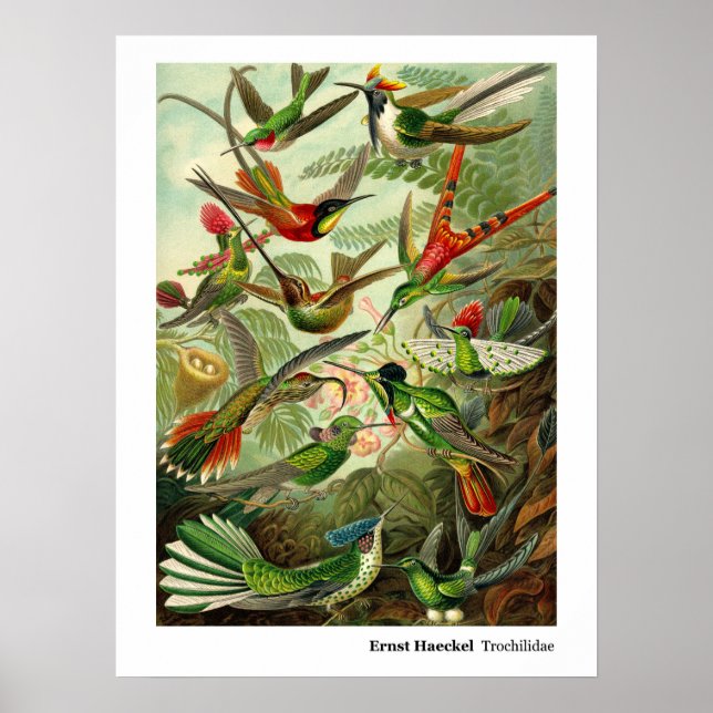 Ernst Haeckel Trochilidae Hummingbird Poster (Front)
