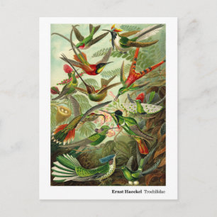 Ernst Haeckel Trochilidae Hummingbirds New Address Announcement Postcard