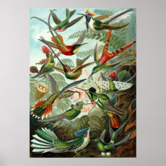 Ernst Haeckel - Trochilidae Poster