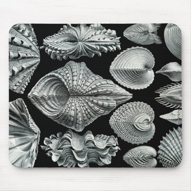Ernst Haeckel Vintage Shells Mousepad (Front)