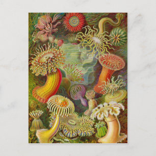 Ernst Haeckel's Actinae Ocean Life Postcard