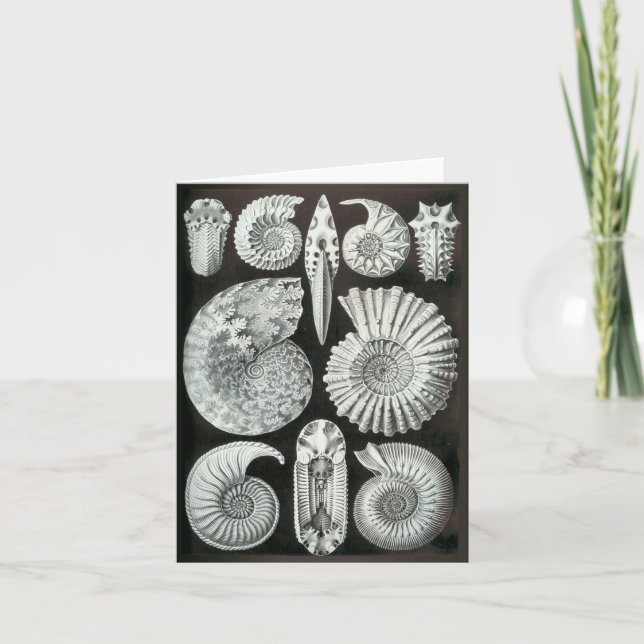 Ernst Haeckel's Ammonites Card (Front)