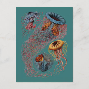 Ernst Haeckel's Disco Medusae Postcard