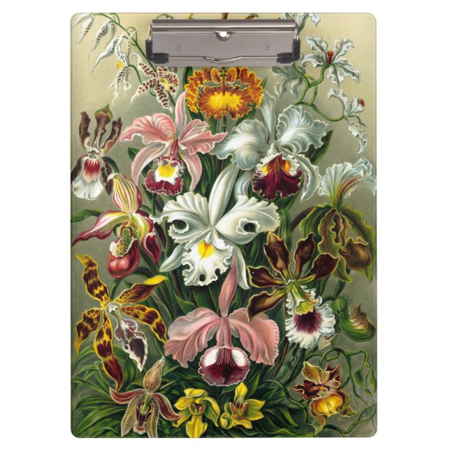 Ernst Haeckel's Orchidaceae Clipboard (Front)