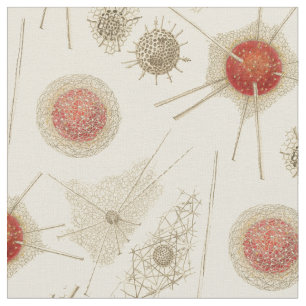 Ernst Haeckel's Radiolarian Fabric