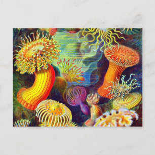 Ernst Haeckel's Sea Anemones Postcard