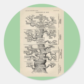 Ernst Haeckel's "tree of life" Classic Round Sticker