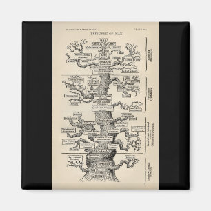 Ernst Haeckel's "tree of life" Magnet