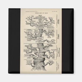 Ernst Haeckel's "tree of life" Magnet