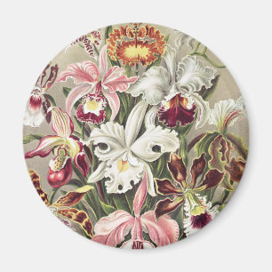 ErnstHaeckel Vintage Botanical Orchid Illustration Magnet