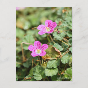 Erodium variabile [Postcard] ポストカード Postcard