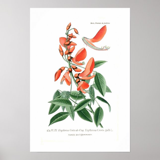 Erythrina crista-galli poster (Front)