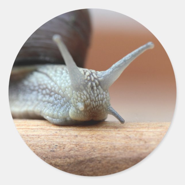 Escargot Classic Round Sticker (Front)