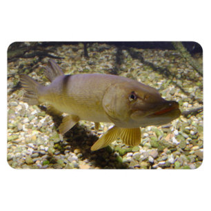 Esox lucius magnet