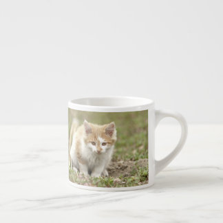 espresso cup Photo cat pet. espresso cup