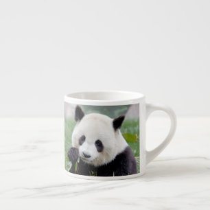 espresso cup Photo giant panda.