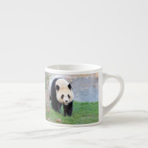 espresso cup Photo giant panda. espresso cup