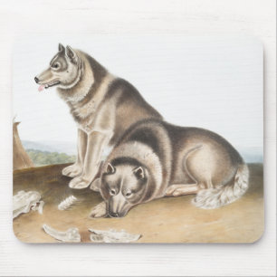 Esquimaux Dog (Canis familiaris) Illustration Mouse Pad