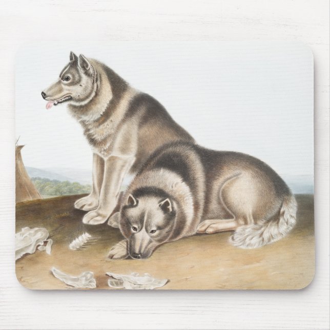 Esquimaux Dog (Canis familiaris) Illustration Mouse Pad (Front)