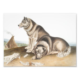 Esquimaux Dog (Canis familiaris) Illustration Photo Print