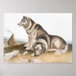 Esquimaux Dog (Canis familiaris) Illustration Poster