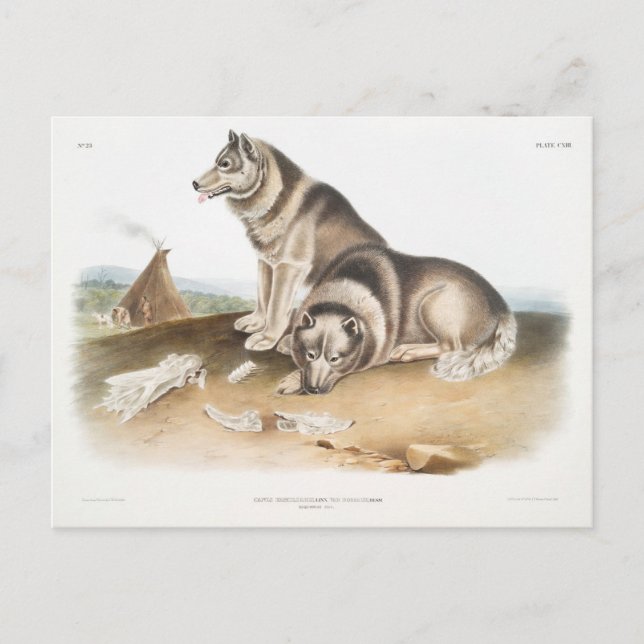 Esquimaux Dog (Canis familiaris)  of North America Postcard (Front)