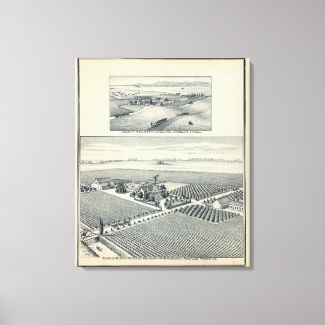 Estella Blanca Vineyard, California Canvas Print (Front)
