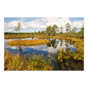 Estonia Nature Viru Bog Photo Print