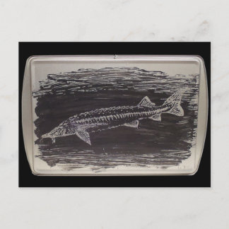 Etching - Sterlet Sturgeon Postcard