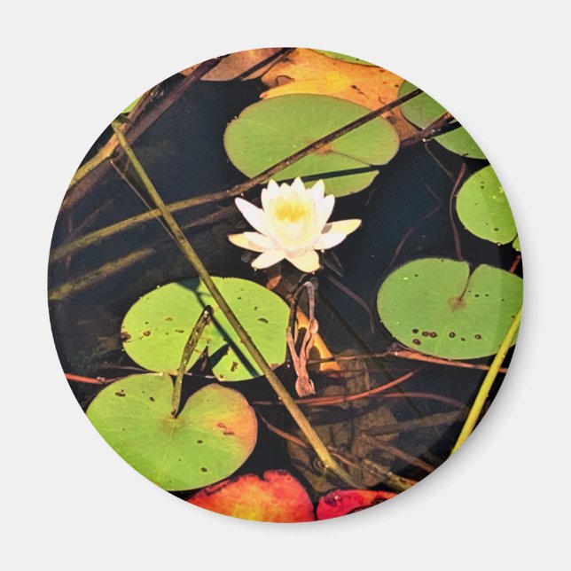 "Ethereal Lily Pad Pond with Central White Blossom Magnet (Front)