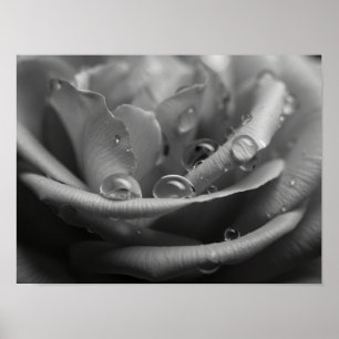 Ethereal Monochromatic Rose Petal Macro Poster