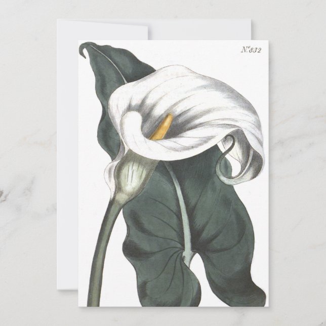 Ethiopian Calla Lily Botanical Illustration Thank You Card (Front)